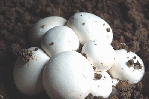 双孢蘑菇的营养价值